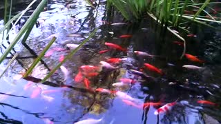 Goldfish in the pond.