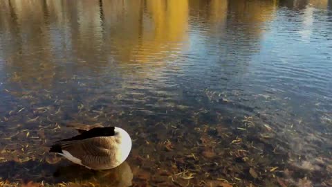 Ducks Enjoying Lake Water