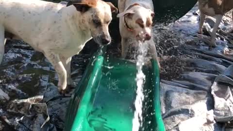 Pibble upset by water hitting bum