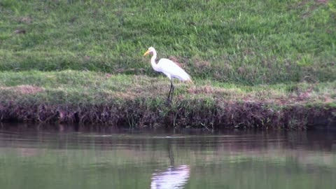 Female Heron Bird Gets His Legg Wet In Lake