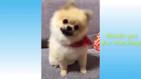 Cute Pets And Funny Animals Compilation #1 - Pets Garden ❤️