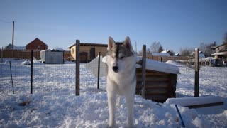 Husky asks to play with him