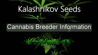 Kalashnikov Seed - Cannabis Strain Series - STRAIN TV