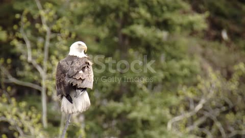 Flying eagel