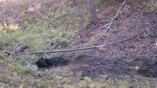 A Bear Finds A Little Water In The Forest To Cool Off In