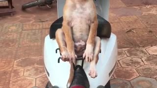 funny dog ​​sitting on a scooter