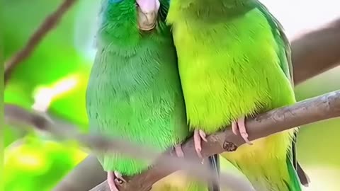 Parrot Beautiful Bird And Animal 4K HD Adorable Photography By Nature.
