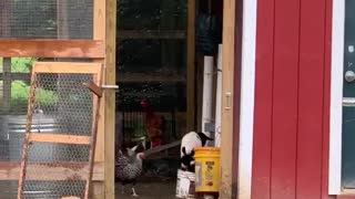 Goat Kid Thinks She's a Chicken