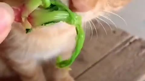 Cat Is turning vegan
