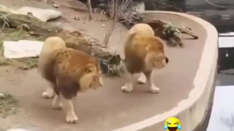 New Two Lion animal Funny Video😂