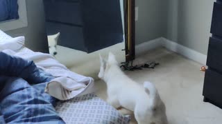 Husky puppy thinks her sibling is in danger