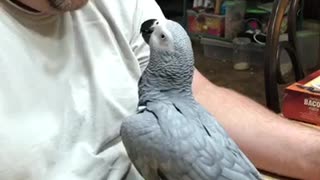 African grey kisses