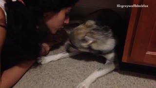 Grey husky does not want to get kissed by owner