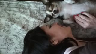 Chihuahua relax