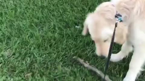 Golden Playing With Stick OutSide