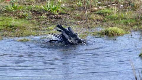 Crow Have Its Shower Time In A Pond