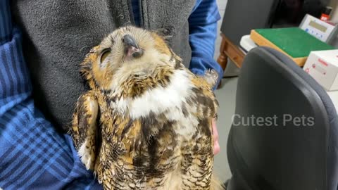 The impact of rat poison on great horned 🦉 Owl