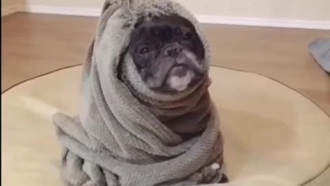 Adorable pug tries not to fall asleep 🥺