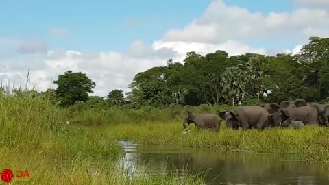 Amazing Elephant Save Baby Elephant From Crocodile Hunting. (Animal Hunting Fail)