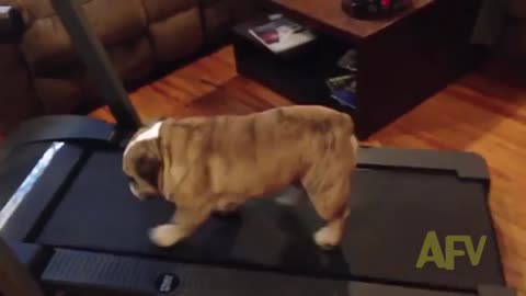 Bulldog Tries To Get Out Of Exercising