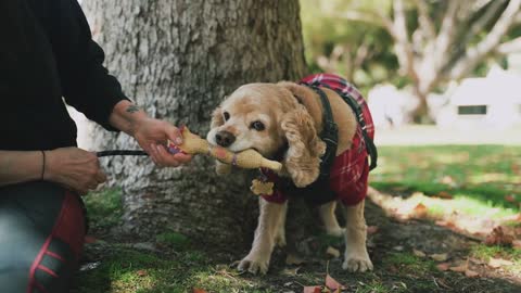 A Woman Playing With A Dog