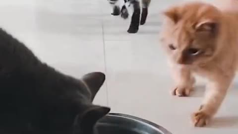 cats fighting for food