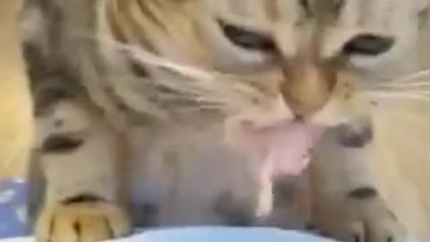 The cat loves to eat tuna