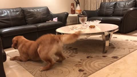 Golden retriever’s reaction to annoying sound