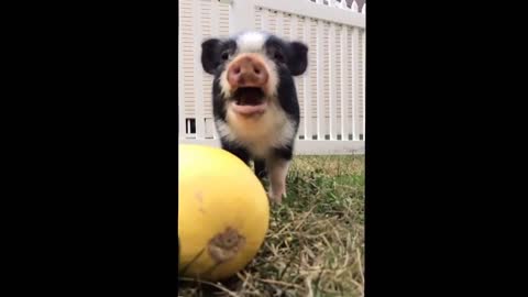 Mini pig eating squash adorably