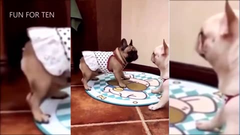Dog and cat dancing
