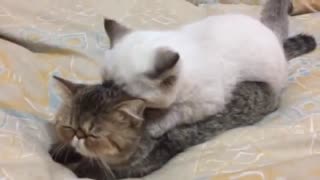 Pair of kittens engage in adorable massage session