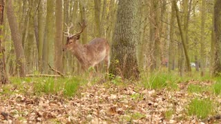 Two Fellow Deers are Having a Small Fight