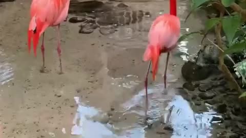 Flamingo tomand banho