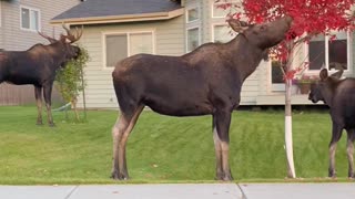 Roaming Moose Make a Meal Out of Residential Trees