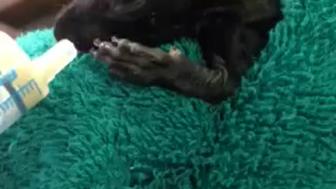 Baby Squirrel rescued