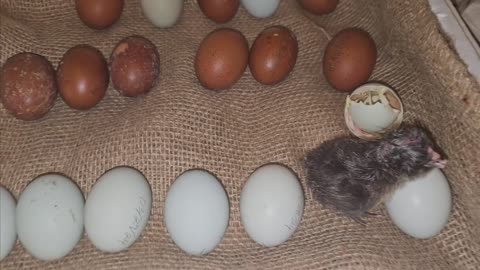 Replacing Egg Turning Tray With Burlap for Healthy Legs & Feet