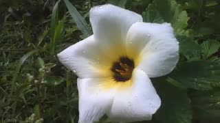 Linda flor sida sp, filmada de lado perto da grama, está com pingos de chuva [Nature & Animals]