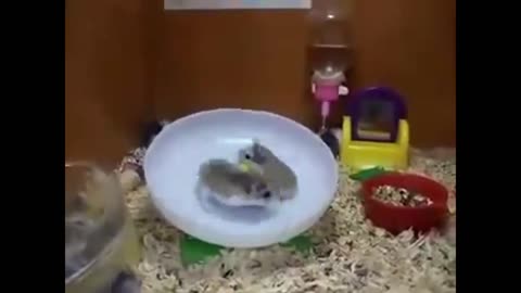 funny hamsters, hamsters have fun