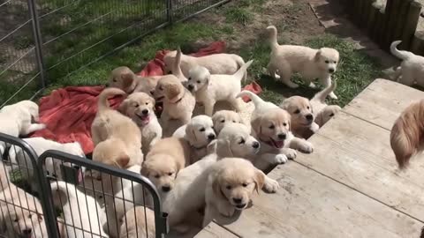 Cute Puppies playing !