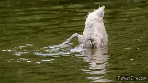 Diving swan.