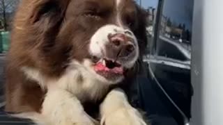 Good Doggy In Back Of Pickup Truck Literally Smiles For Strangers