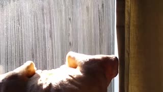 Squirrel Tease