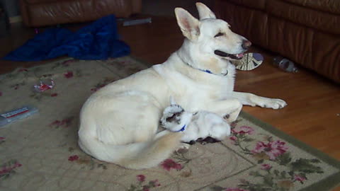 White German Shepherd Motherly Cares For A Baby Goat