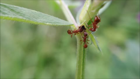 Day 12 of #30DaysWild 2021 - Ants visiting Common Vetch nectaries