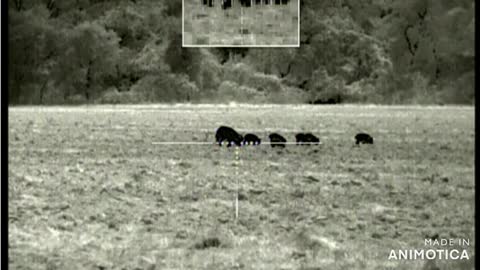 Feral Hog Eradication 10 - Two with one shot.. and a flip.