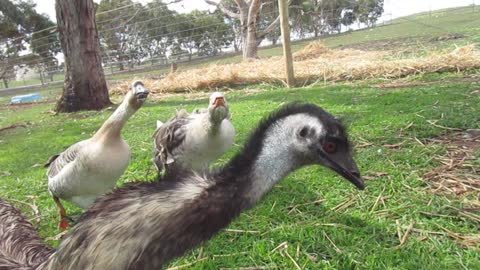 Geese not happy about intruding Emu