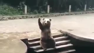 Bear waving his hand to his owner next to pool