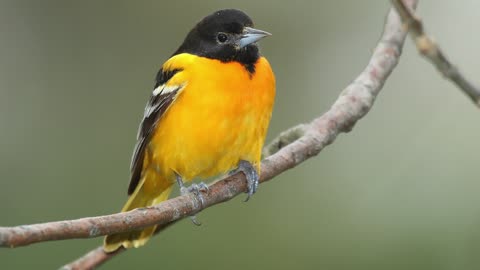 Baltimore Oriole Songbirds, Songs Birds, Bird Nature Song Call Calling Chirps, Birds Vocalization