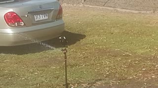 Smart Magpie Uses Sprinkler Keep Cool