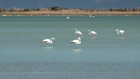 Flamingo birds walking on the lake - With beautiful music
